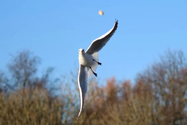 Gaivota em voo pegar pão — Fotografia de Stock