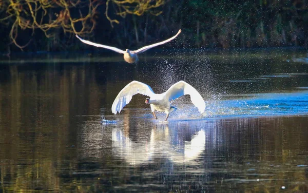 Labutě v letu nad jezerem — Stock fotografie