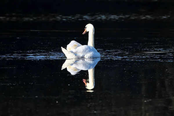 Reflejo del cisne en un lago — Foto de Stock