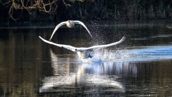 Cisnes em voo sobre um lago — Fotografia de Stock