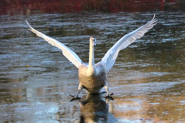 Cisne patinando no gelo em um lago — Fotografia de Stock