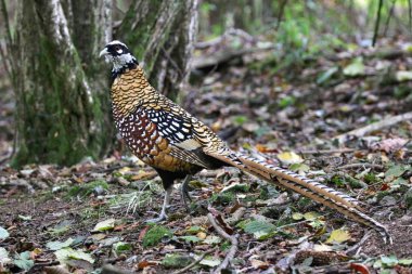 Reeves Pheasant yakın çekim