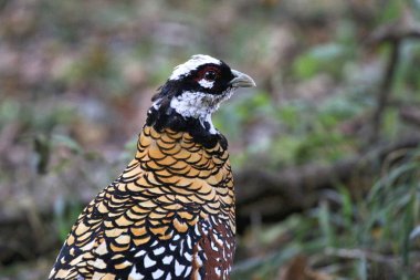 Reeves Pheasant yakın çekim