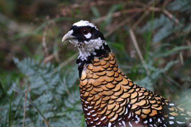 Reeves Pheasant yakın çekim