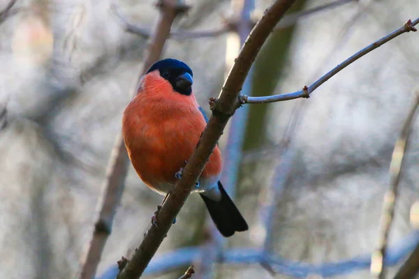 Bullfinch posado en un árbol — Foto de Stock