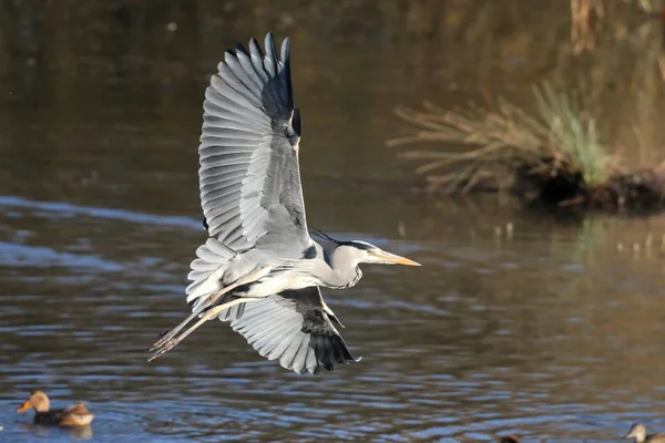 Grijze reiger tijdens de vlucht — Stockfoto