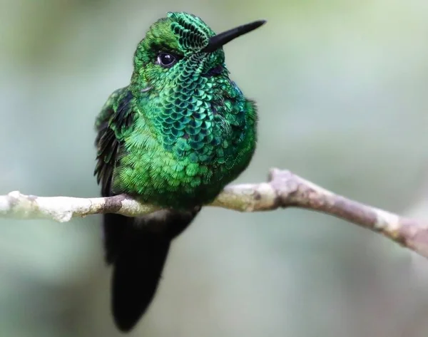 Colibrí Verde de Costa Rica —  Fotos de Stock
