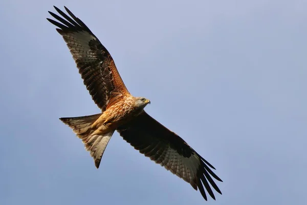 Rotmilan fliegt über Kopf — Stockfoto