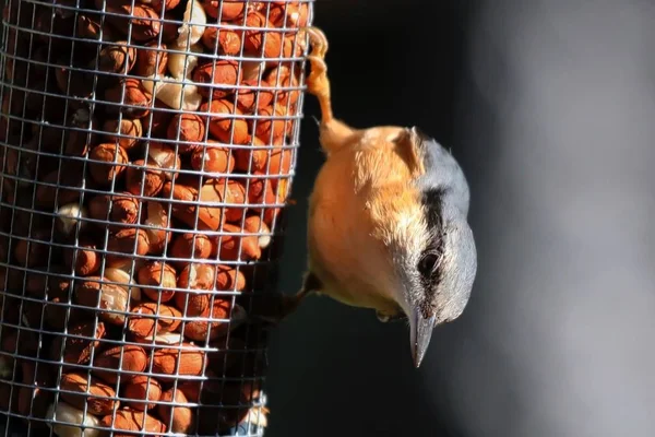Bir besleyici üzerinde vahşi sıvacı kuşu — Stok fotoğraf
