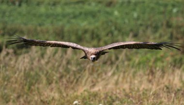 Akbaba yükselen büyük kanat açıklığı ile