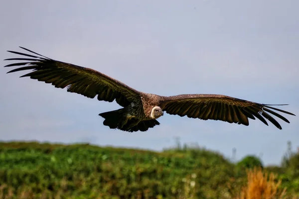 Vulture with large wing span soaring — Stock Photo, Image