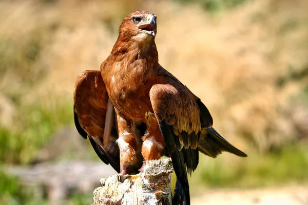 Brauner Falke saß auf einem Pfosten — Stockfoto