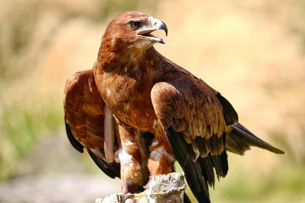 Brauner Falke saß auf einem Pfosten — Stockfoto