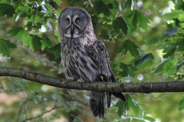 Große graue Eule saß in einem Baum — Stockfoto