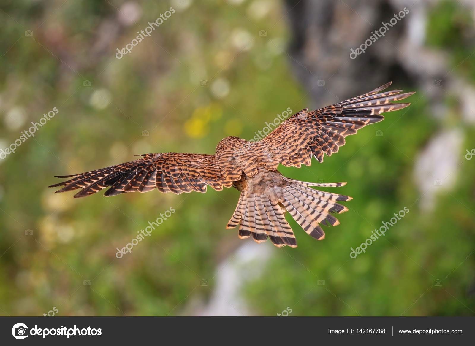 Plus Dun Oiseau Sappelle Martin Janvier 2014 Un Safari