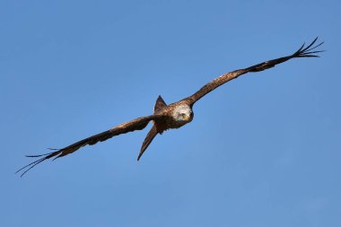 Siyah kanat uçurtma