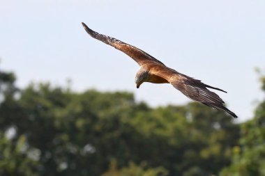 Siyah kanat uçurtma