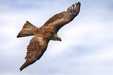 Siyah kanat uçurtma