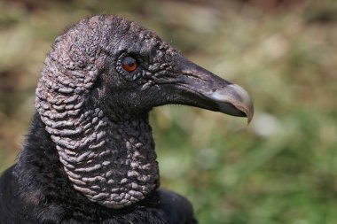 Condor baş portre portre