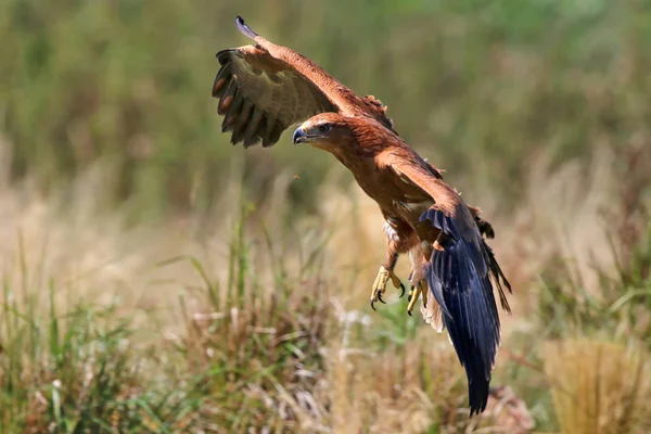 Aigle volant entrant dans la terre — Photo