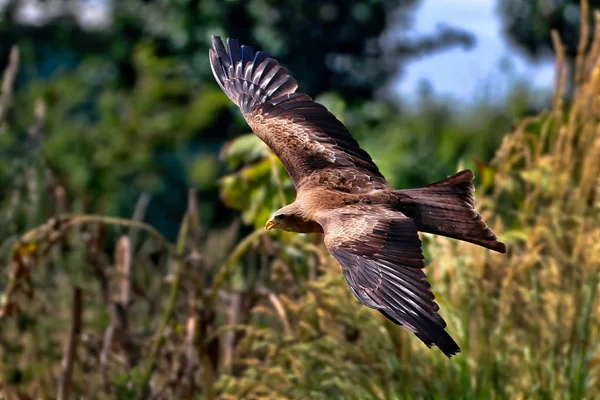 Μαύρο Kite στην πτέρυγα — Φωτογραφία Αρχείου