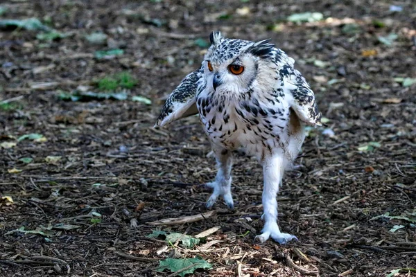 Uhu läuft am Boden entlang — Stockfoto