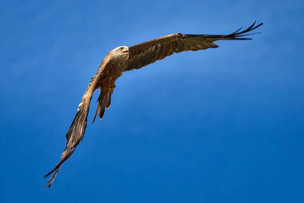 Kite preto na asa — Fotografia de Stock