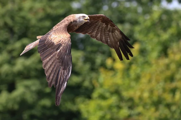 Siyah kanat uçurtma