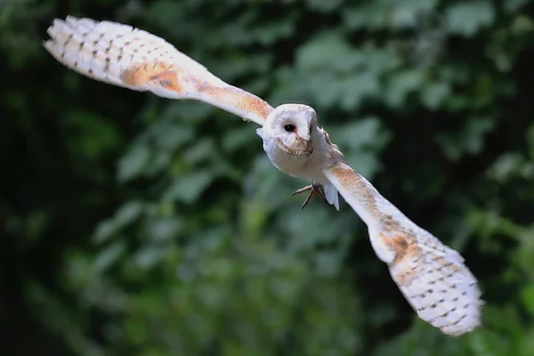 Schöne Schleiereule im Flug mit völlig geöffneten Flügeln — Stockfoto