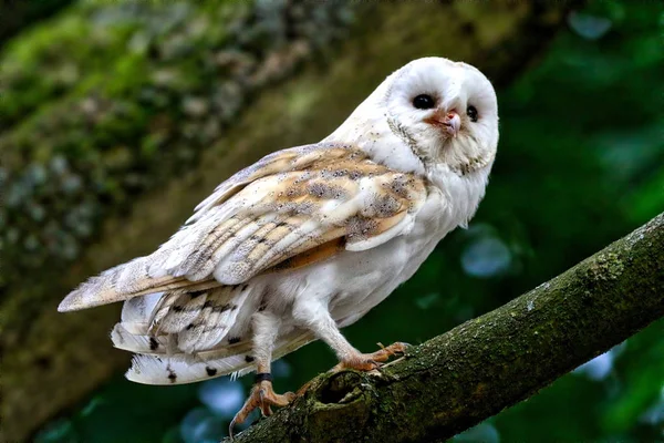 Barn Owl sat up in a tree