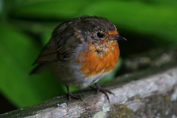 Pequeño Robin Redbreast en una percha — Foto de Stock