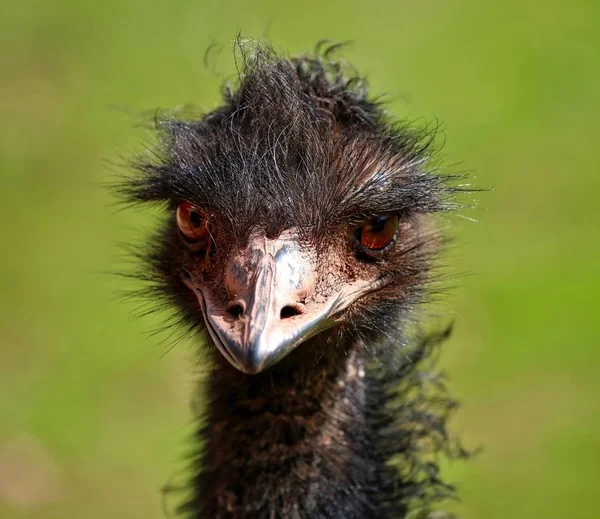 Emu head close up portrait