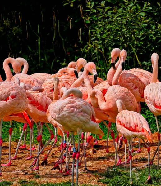 Flamingos feeding in a river