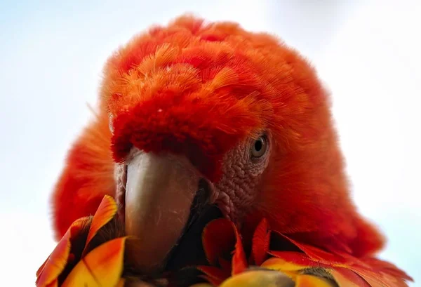 Colourful closeup of a Macaw Parrot — Stock Photo, Image