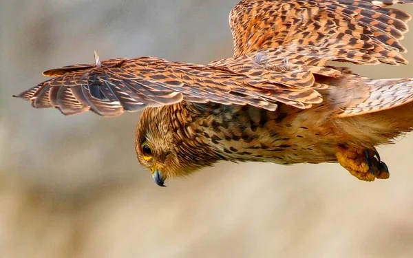 红隼徘徊在寻找猎物的飞行 — 图库照片