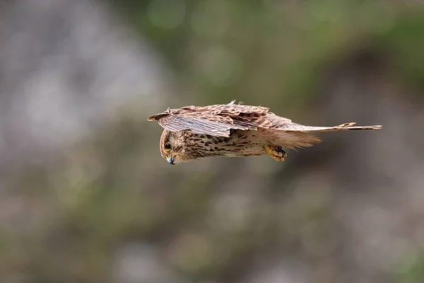 Kestrel pairando em voo à procura de presas — Fotografia de Stock