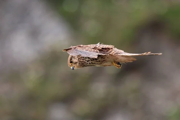 Torenvalk zweven in de vlucht op zoek naar prooi — Stockfoto