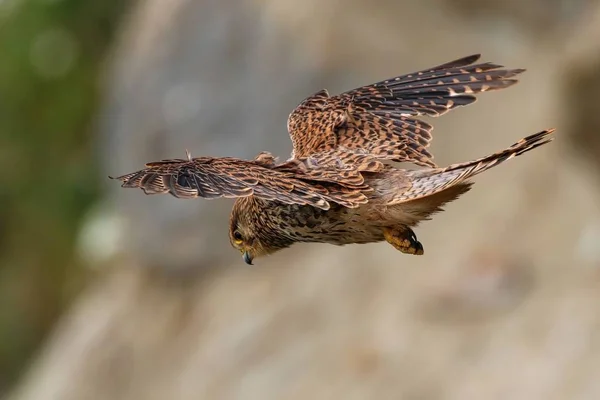 Torenvalk zweven in de vlucht op zoek naar prooi — Stockfoto