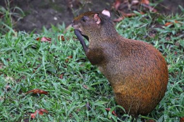 Üzerinde çim yeme aguti