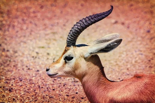 Antelope from a sideways view — Stock Photo, Image