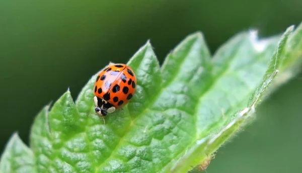 Ladybird τα πόδια σε ένα φύλλο — Φωτογραφία Αρχείου