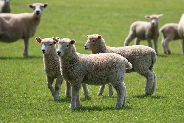 フィールド中の子羊と羊 — ストック写真