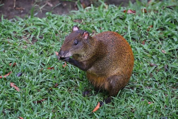 Агуті їсть на траві — стокове фото