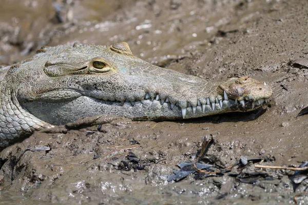 Crocodilo ao lado do rio — Fotografia de Stock