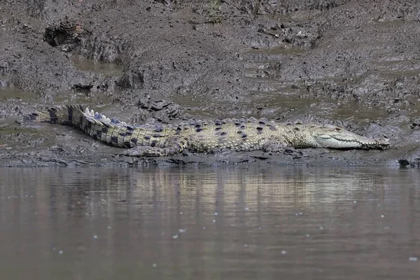 Krokodil naast de rivier — Stockfoto