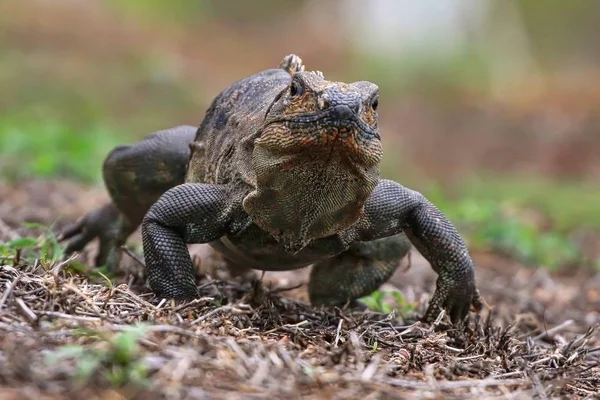 Leguaan rechtdoor lopen — Stockfoto