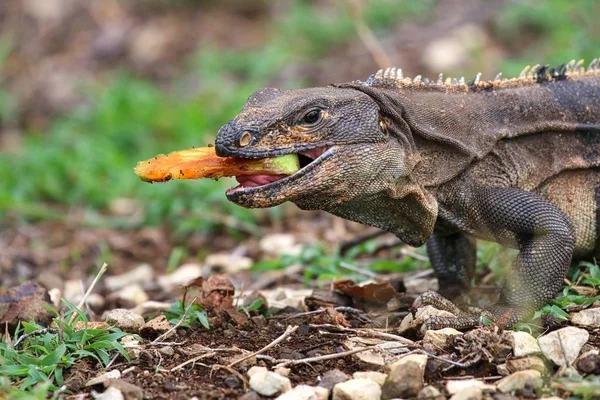 鬣蜥吃一个苹果 — 图库照片
