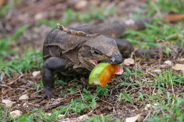 鬣蜥吃一个苹果 — 图库照片