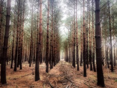 Ağaçların tam çizgi