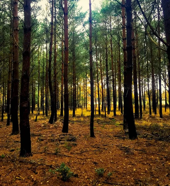 Woodland lesní scéna na podzim — Stock fotografie